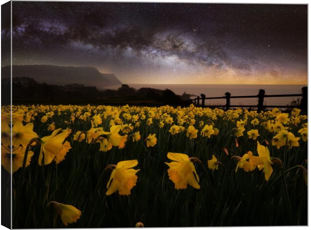 Sidmouth Daffodils and The Milky Way Canvas Print by David Neighbour