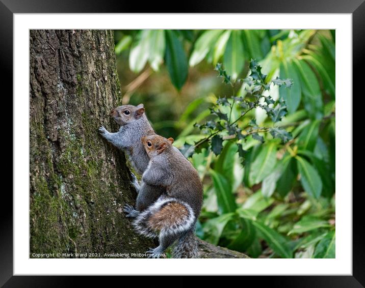 Pleasure for Squirrels. Framed Mounted Print by Mark Ward