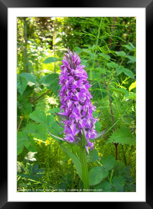  British Common Purple Orchid, Illogan in Cornwall Framed Mounted Print by Ernest Sampson