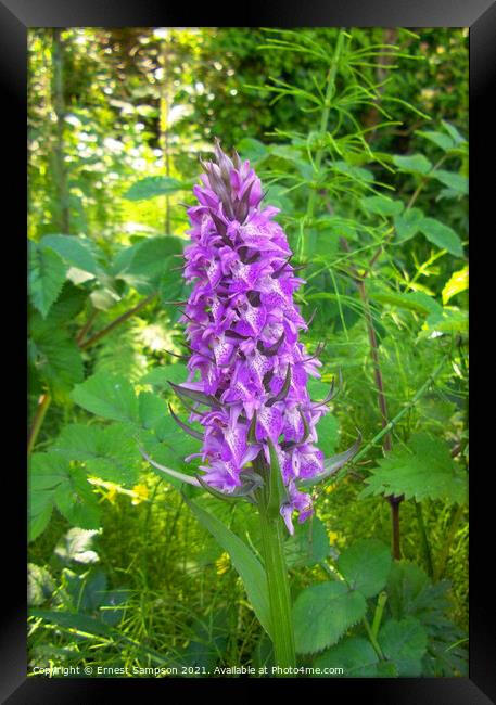  British Common Purple Orchid, Illogan in Cornwall Framed Print by Ernest Sampson