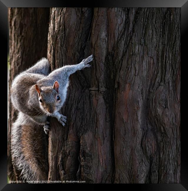Grey Squirrel in Motion. Framed Print by Mark Ward
