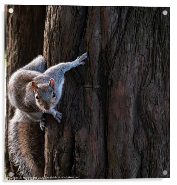 Grey Squirrel in Motion. Acrylic by Mark Ward