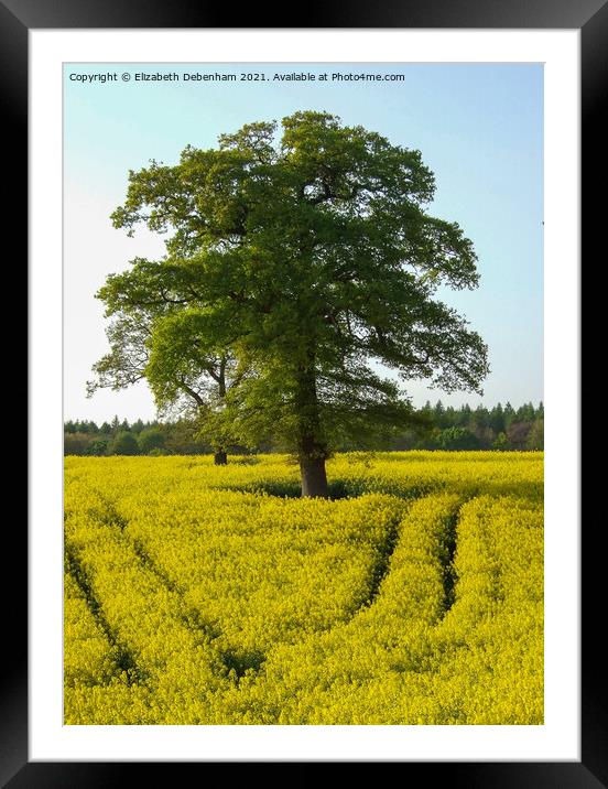 Oak trees in a Yellow Rapeseed Field Framed Mounted Print by Elizabeth Debenham