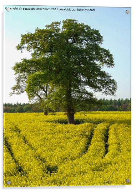 Oak trees in a Yellow Rapeseed Field Acrylic by Elizabeth Debenham