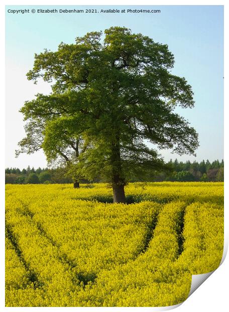 Oak trees in a Yellow Rapeseed Field Print by Elizabeth Debenham