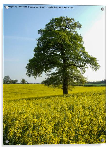 Oak trees in a field of Yellow Rapeseed Flowers Acrylic by Elizabeth Debenham