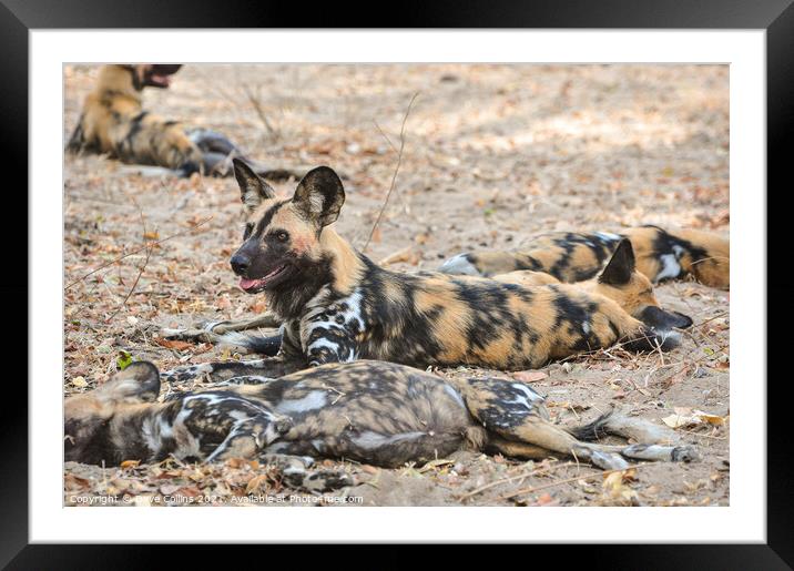 African Hunting Dogs, Resting after after hunt in the Selous Game Reserve, Tanzania Framed Mounted Print by Dave Collins
