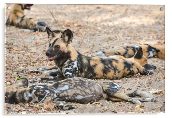 African Hunting Dogs, Resting after after hunt in the Selous Game Reserve, Tanzania Acrylic by Dave Collins