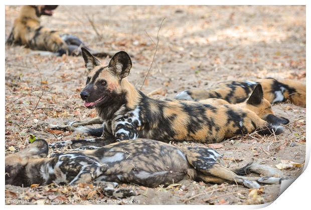 African Hunting Dogs, Resting after after hunt in the Selous Game Reserve, Tanzania Print by Dave Collins