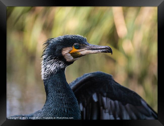 Beauty in Everything Framed Print by Mark Ward