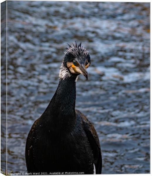 I Am NOT a Duck. Canvas Print by Mark Ward