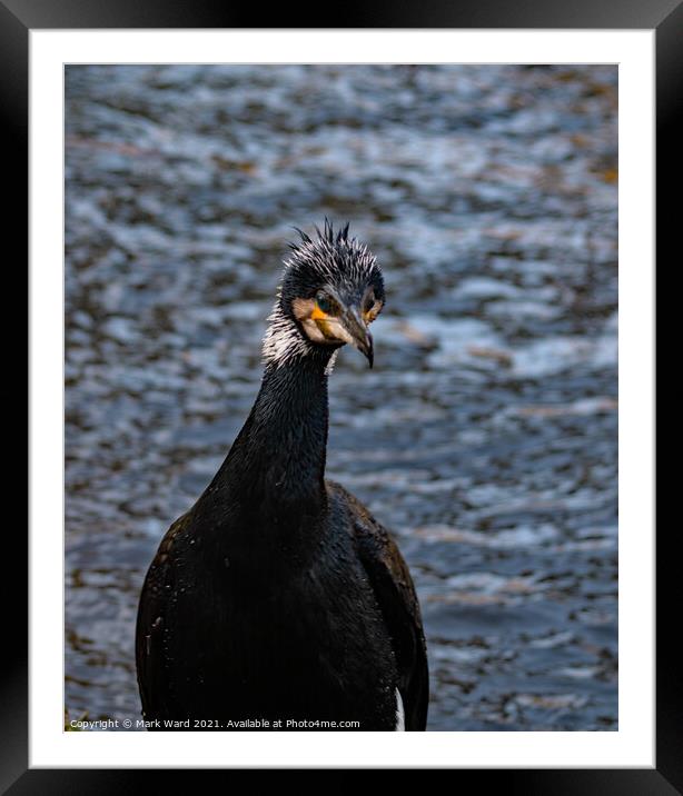 I Am NOT a Duck. Framed Mounted Print by Mark Ward