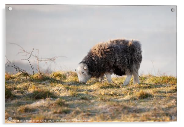 One Herdwick sheep Hampshire England Acrylic by Simon Bratt LRPS