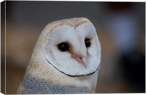 Barn Owl Canvas Print by Peter West