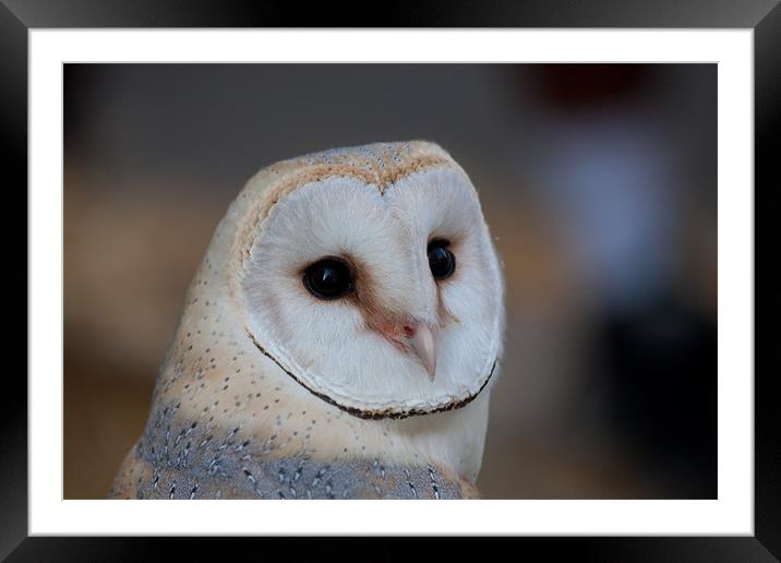 Barn Owl Framed Mounted Print by Peter West