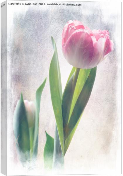 Soft Pink Tulip Canvas Print by Lynn Bolt