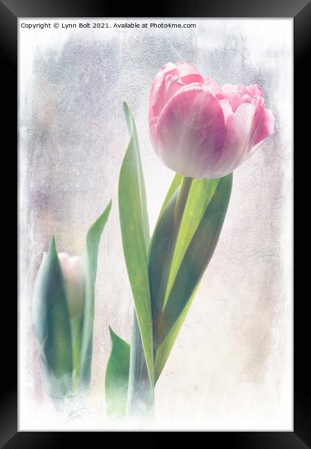 Soft Pink Tulip Framed Print by Lynn Bolt