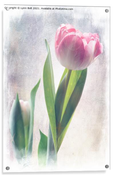 Soft Pink Tulip Acrylic by Lynn Bolt