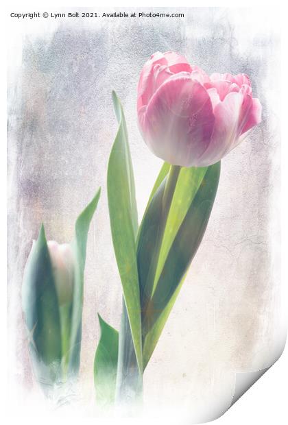 Soft Pink Tulip Print by Lynn Bolt