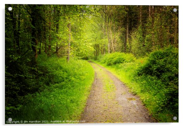 The Forest Path Acrylic by jim Hamilton