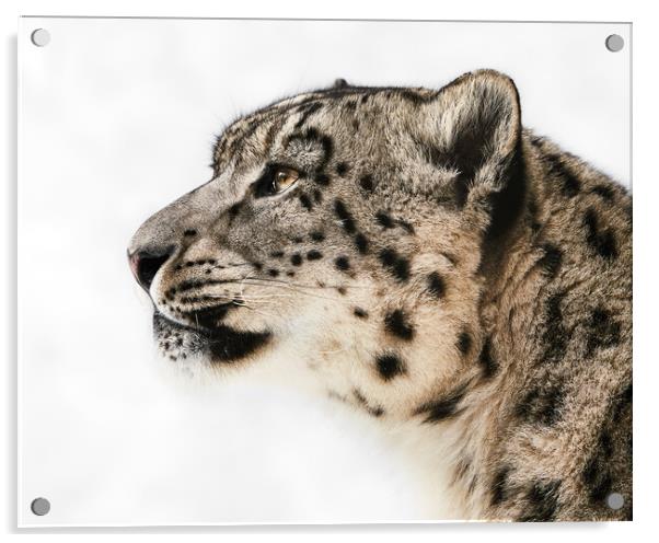 Snow Leopard in Profile II Acrylic by Abeselom Zerit