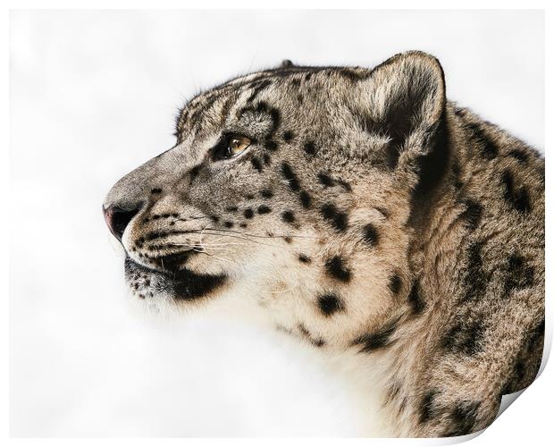Snow Leopard in Profile II Print by Abeselom Zerit