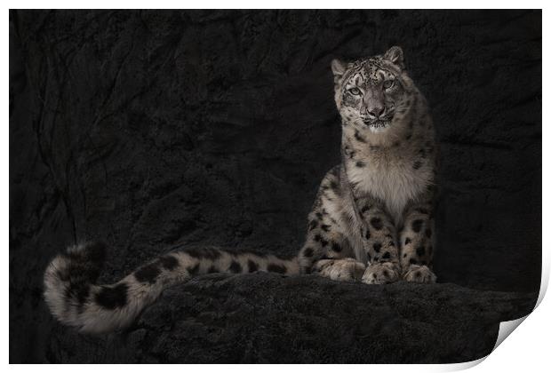 Resting Snow Leopard III Print by Abeselom Zerit