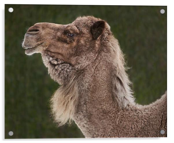 Dromedary Camel IV Acrylic by Abeselom Zerit