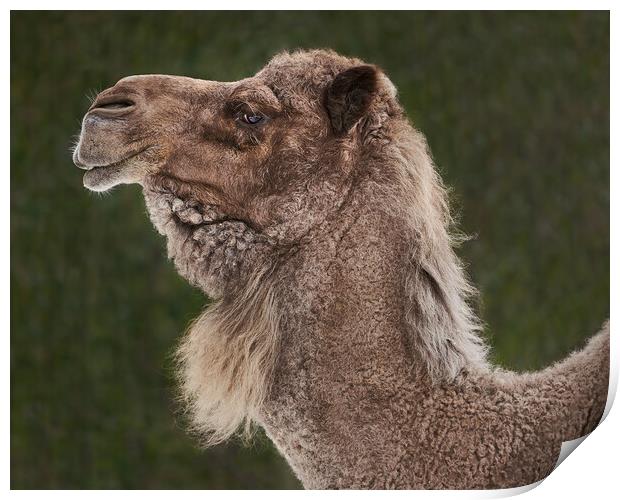 Dromedary Camel IV Print by Abeselom Zerit