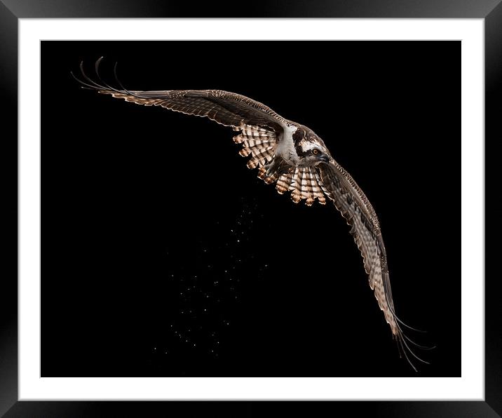 Osprey Flight XVI Framed Mounted Print by Abeselom Zerit