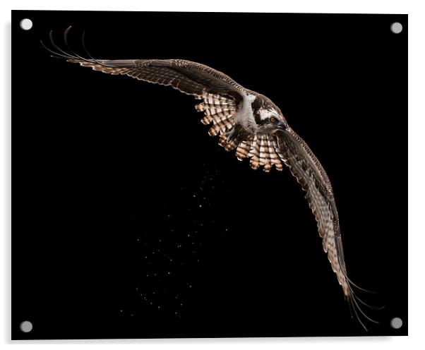 Osprey Flight XVI Acrylic by Abeselom Zerit