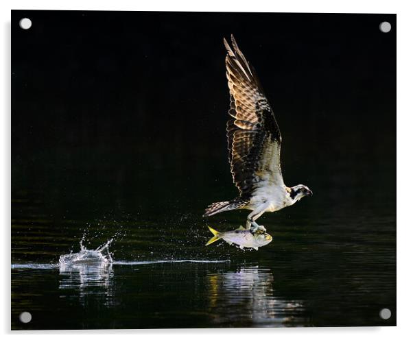 Osprey Takeoff XXI Acrylic by Abeselom Zerit