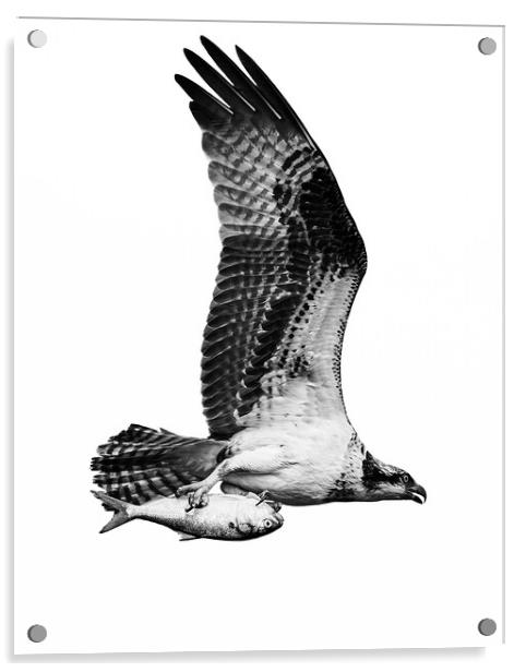 Osprey Catch IX Acrylic by Abeselom Zerit