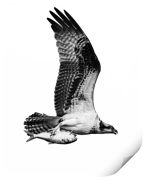 Osprey Catch IX Print by Abeselom Zerit