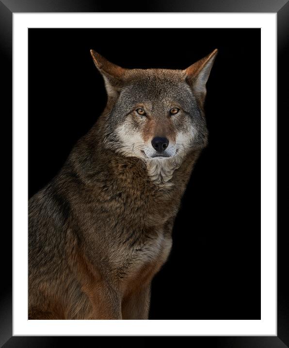 Red Wolf II Framed Mounted Print by Abeselom Zerit