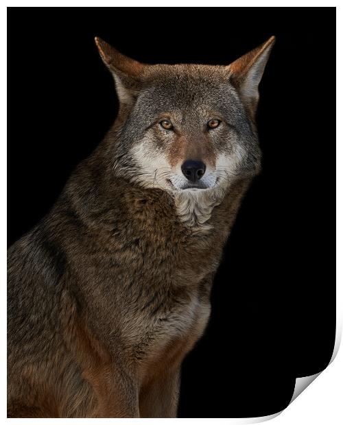Red Wolf II Print by Abeselom Zerit