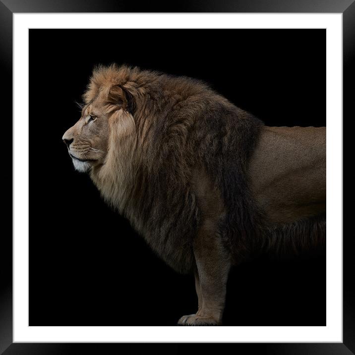 African Lion VIII Framed Mounted Print by Abeselom Zerit