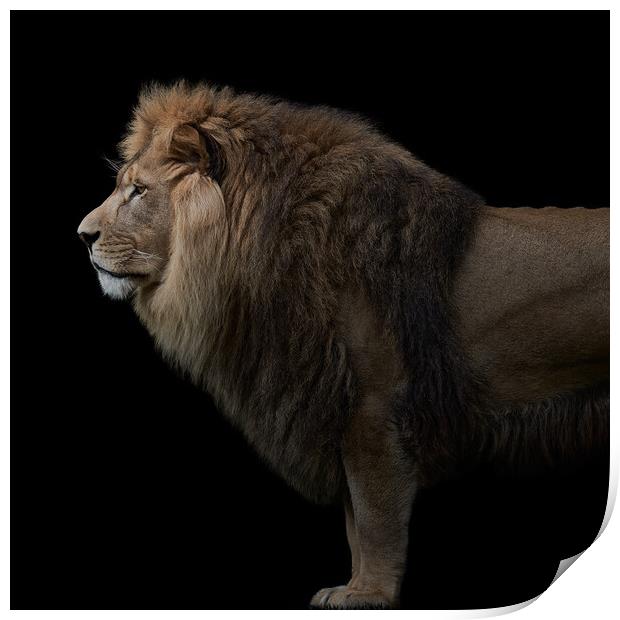 African Lion VIII Print by Abeselom Zerit