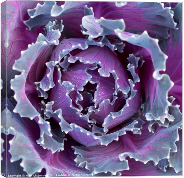 Purple cabbage Canvas Print by Photimageon UK