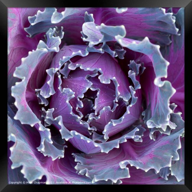 Purple cabbage Framed Print by Photimageon UK