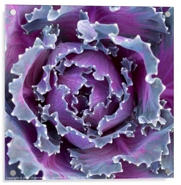 Purple cabbage Acrylic by Photimageon UK