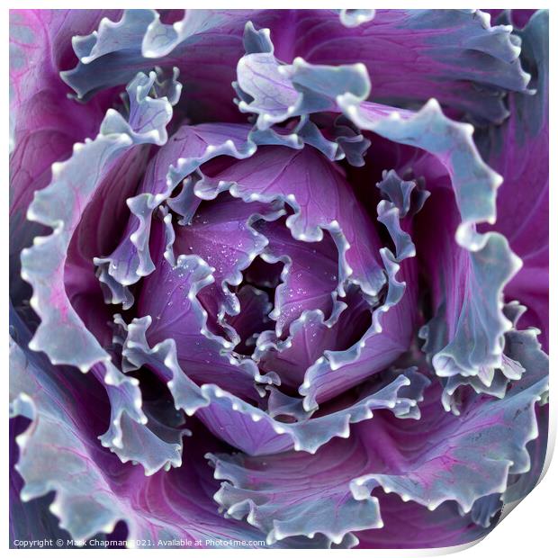 Purple cabbage Print by Photimageon UK