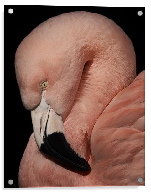 Flamingo Closeup V Acrylic by Abeselom Zerit