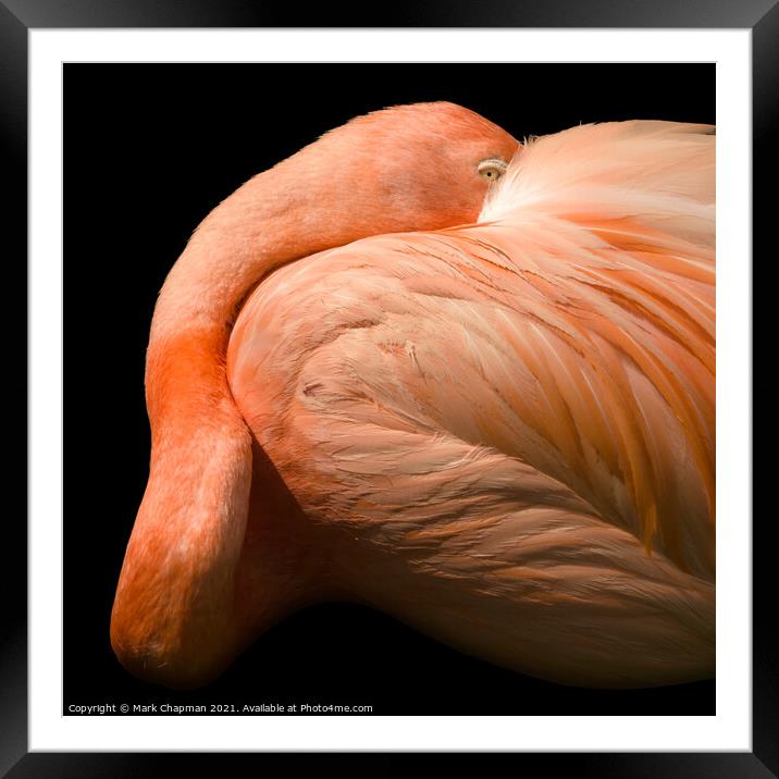 A closeup of a flamingo Framed Mounted Print by Photimageon UK
