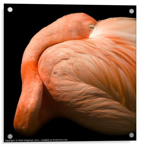 A closeup of a flamingo Acrylic by Photimageon UK