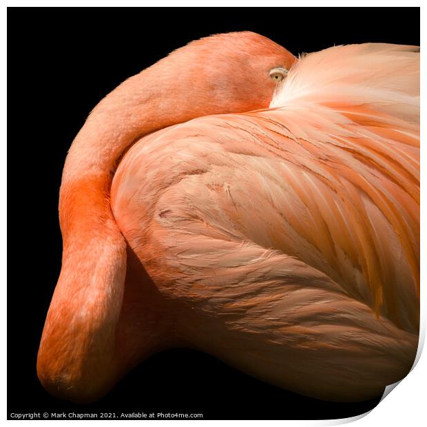 A closeup of a flamingo Print by Photimageon UK
