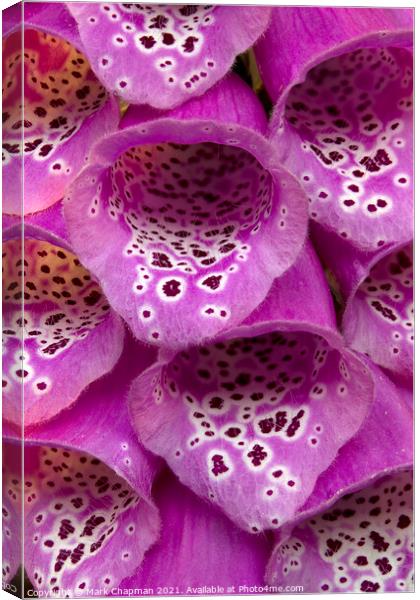 Purple Foxglove flower closeup Canvas Print by Photimageon UK