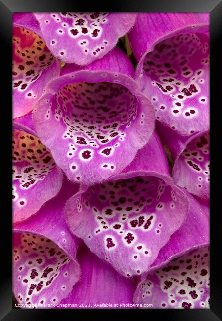 Purple Foxglove flower closeup Framed Print by Photimageon UK