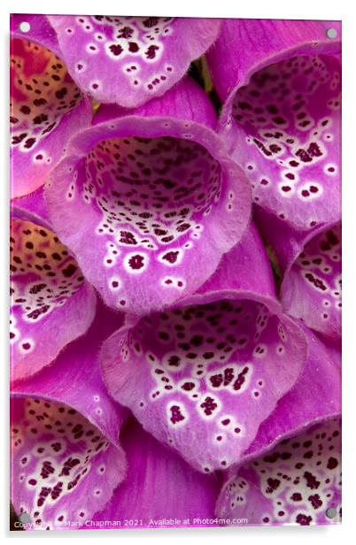 Purple Foxglove flower closeup Acrylic by Photimageon UK