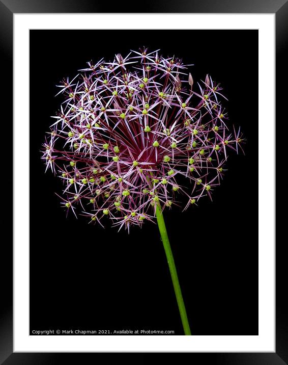 Allium flower against black background Framed Mounted Print by Photimageon UK